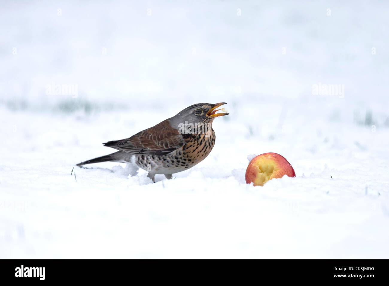 Fieldfare (Turdus pilaris) nella neve, mangiare mela, Northumberland National Park, Regno Unito Foto Stock