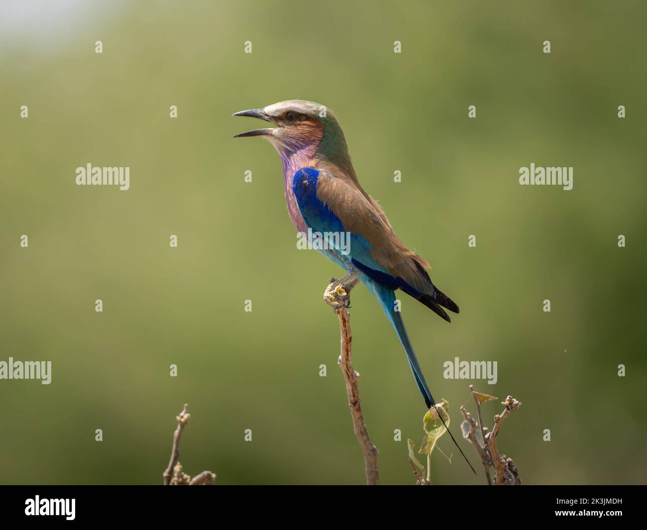 Bella Lilac-Breasted Roller canto a Chobe Nationalpark, Botswana. Foto Stock