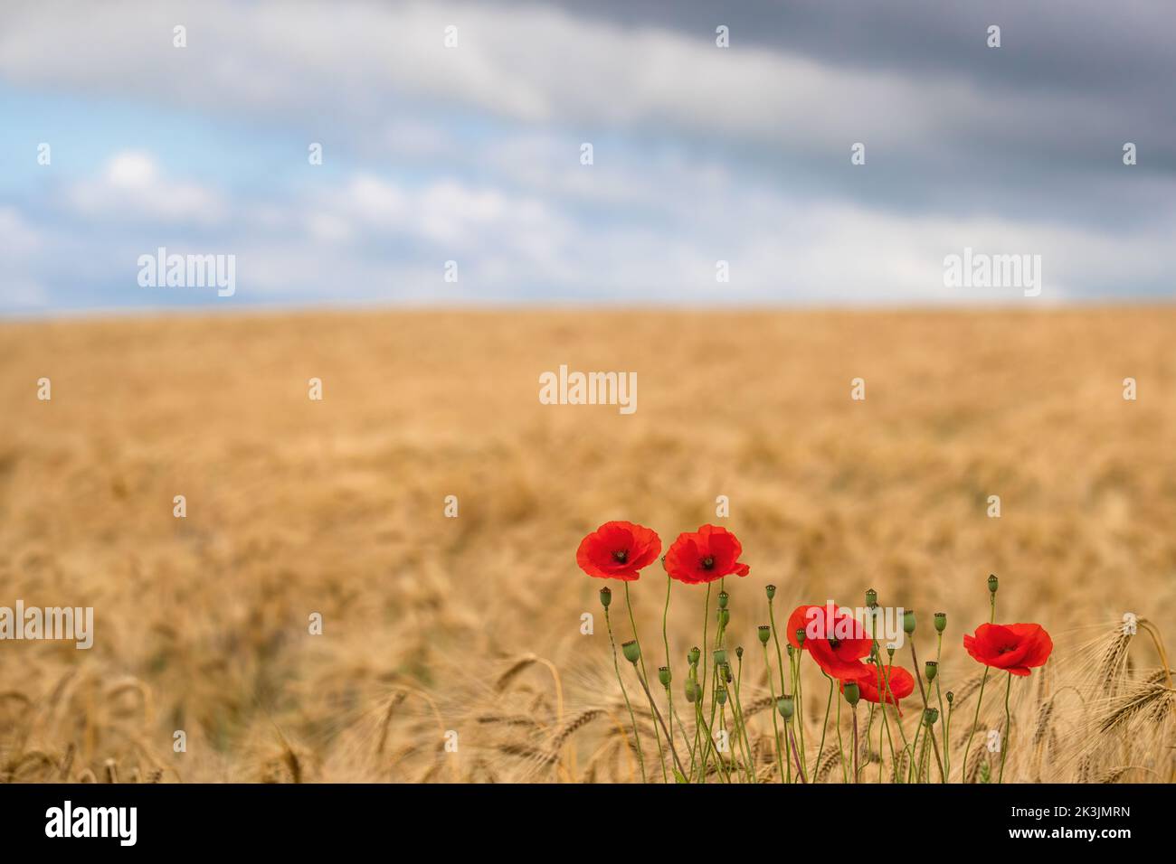 Papavero comune (Papaver rhoeas), valle del Nord Tyne, Northumberland, Regno Unito Foto Stock