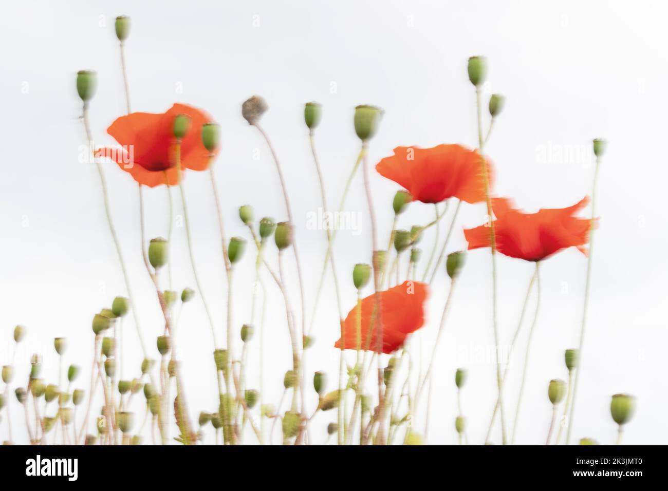 Papavero comune (Papaver rhoeas), valle del Nord Tyne, Northumberland, Regno Unito Foto Stock