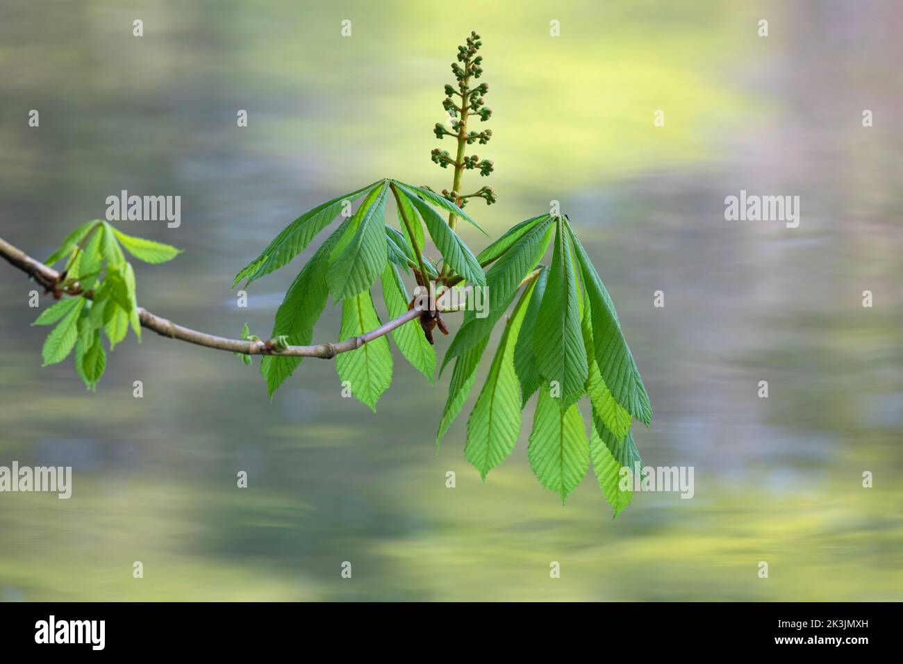 Castagno di cavallo (Aesculus hippocastanum) con fiore 'candela', Bolam Lake Country Park, Northumberland, Regno Unito Foto Stock