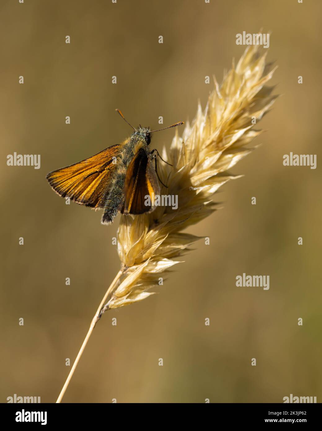 Farfalla Skipper piccola a riposo su una testa di semi d'erba Foto Stock