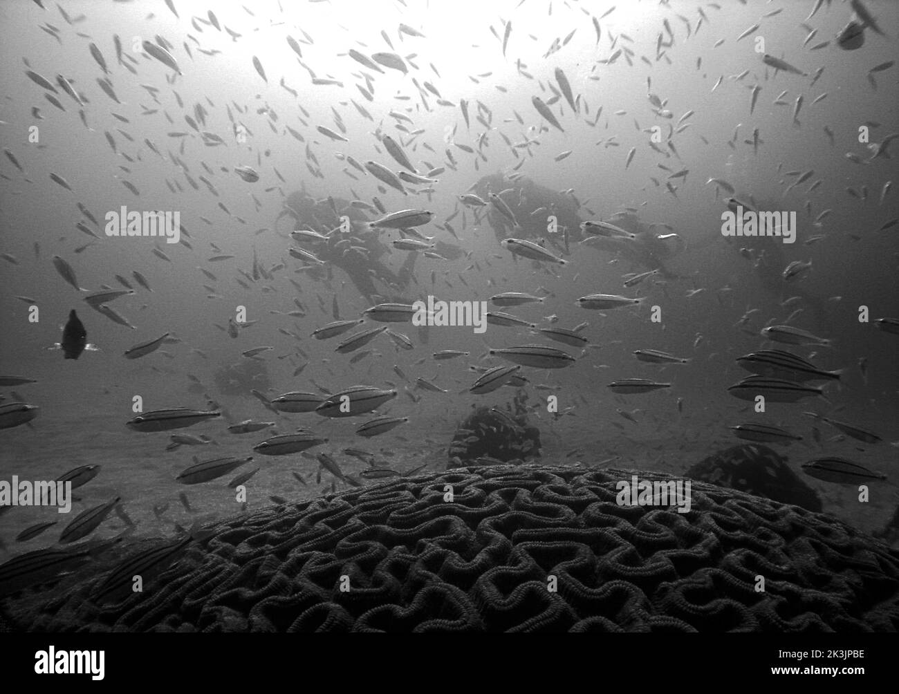 Una foto in scala di grigi di due subacquei che nuotano tra i pesci intorno alla barriera corallina Foto Stock