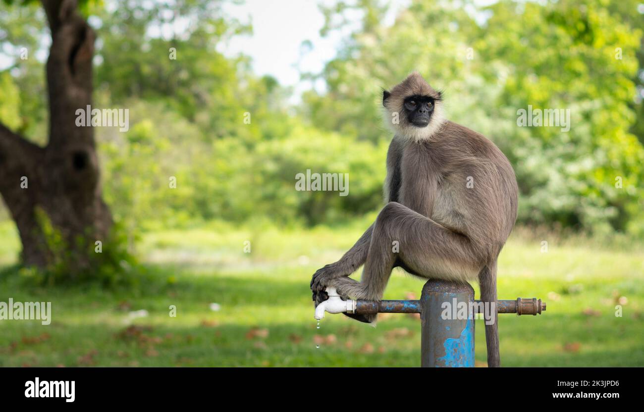 Scimmia assetata seduta sopra il rubinetto dell'acqua e guardando indietro. Foto Stock