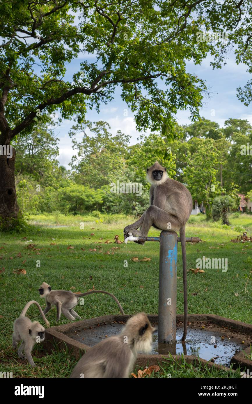 Una famiglia di tufted langur grigio si riunisce vicino alla fonte d'acqua, giovani scimmie assetate circondato dalla scimmia alpha che si siede sulla cima dell'acqua ta Foto Stock