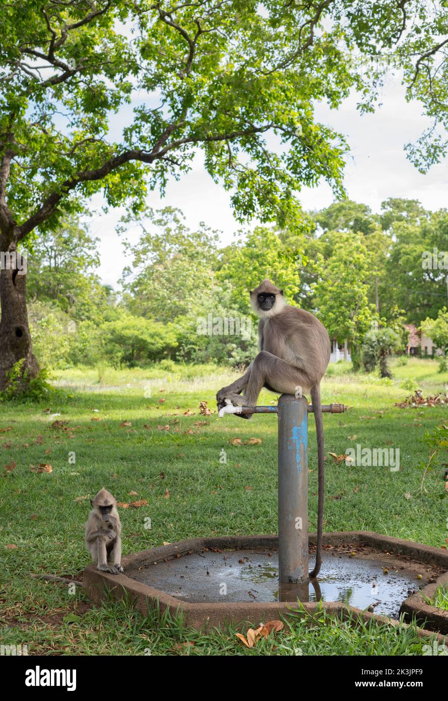 Tufted langur grigio e il bambino, giovane scimmia assetata in attesa che la scimmia adulta accendere la valvola per bere acqua. Foto Stock