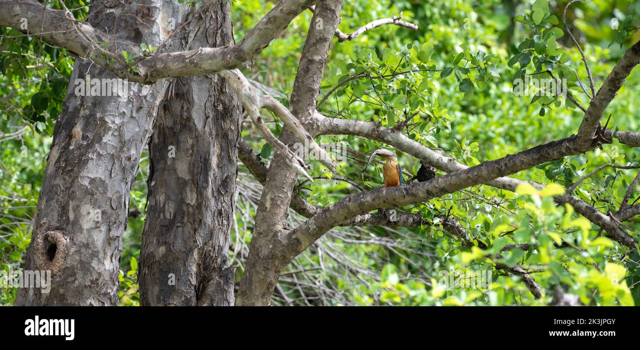 Kingfisher con le sue acque di cicogna cattura un grande pesce di testa di serpente che vola fino al vicino ramo dell'albero e pronto a inghiottire. Foto Stock