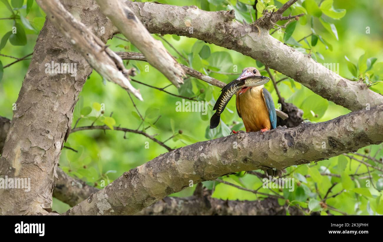 Kingfisher con le sue acque di cicogna cattura un grande pesce di testa di serpente che vola fino al vicino ramo dell'albero e pronto a inghiottire. Foto Stock