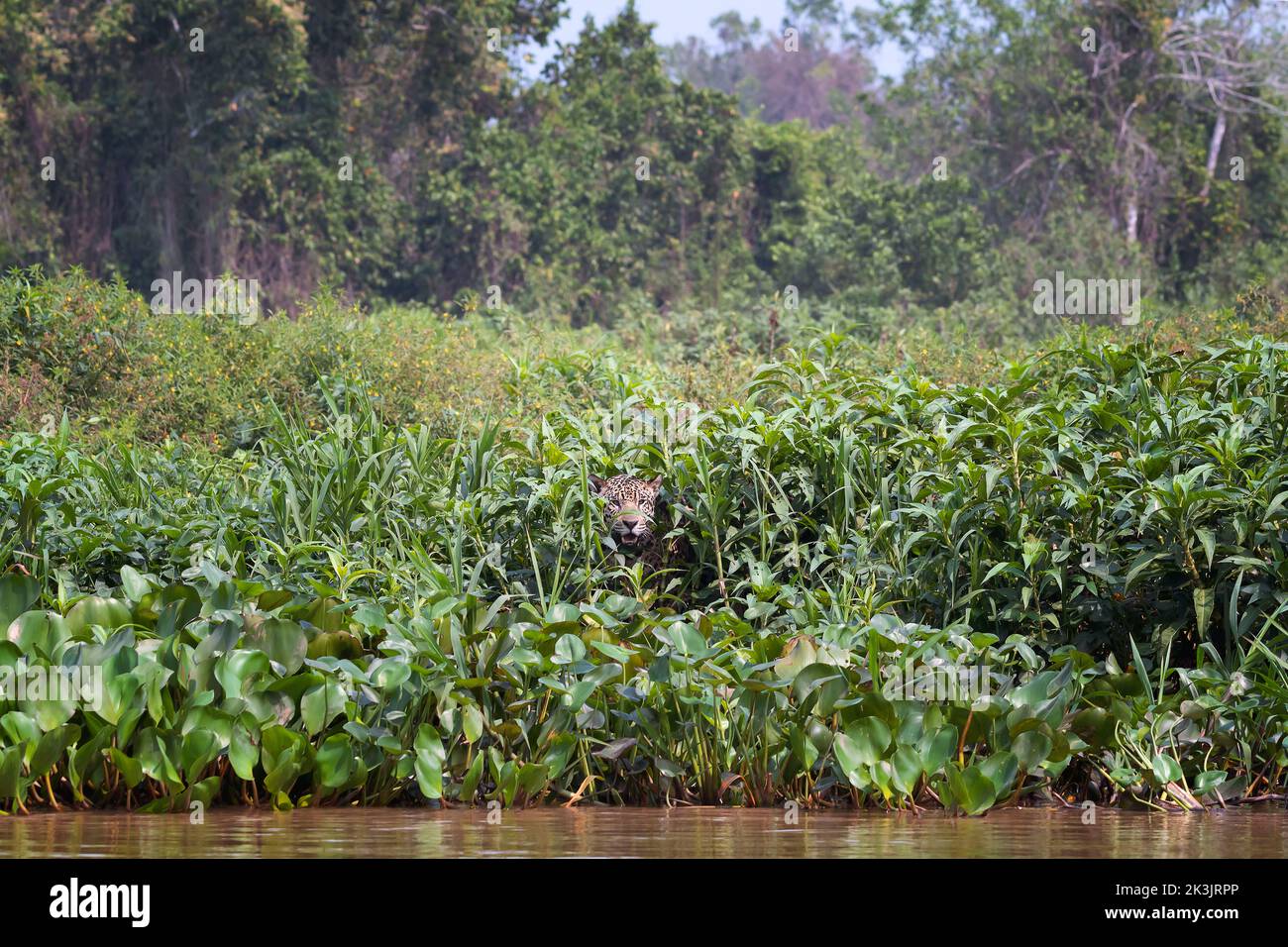 Che ci crediate o no, ci sono due giaguari in questa fotografia. PANATAL, BRASILE. QUESTO PAIO di giaguari hanno dimostrato di essere i padroni del hide-and-seek come sho Foto Stock
