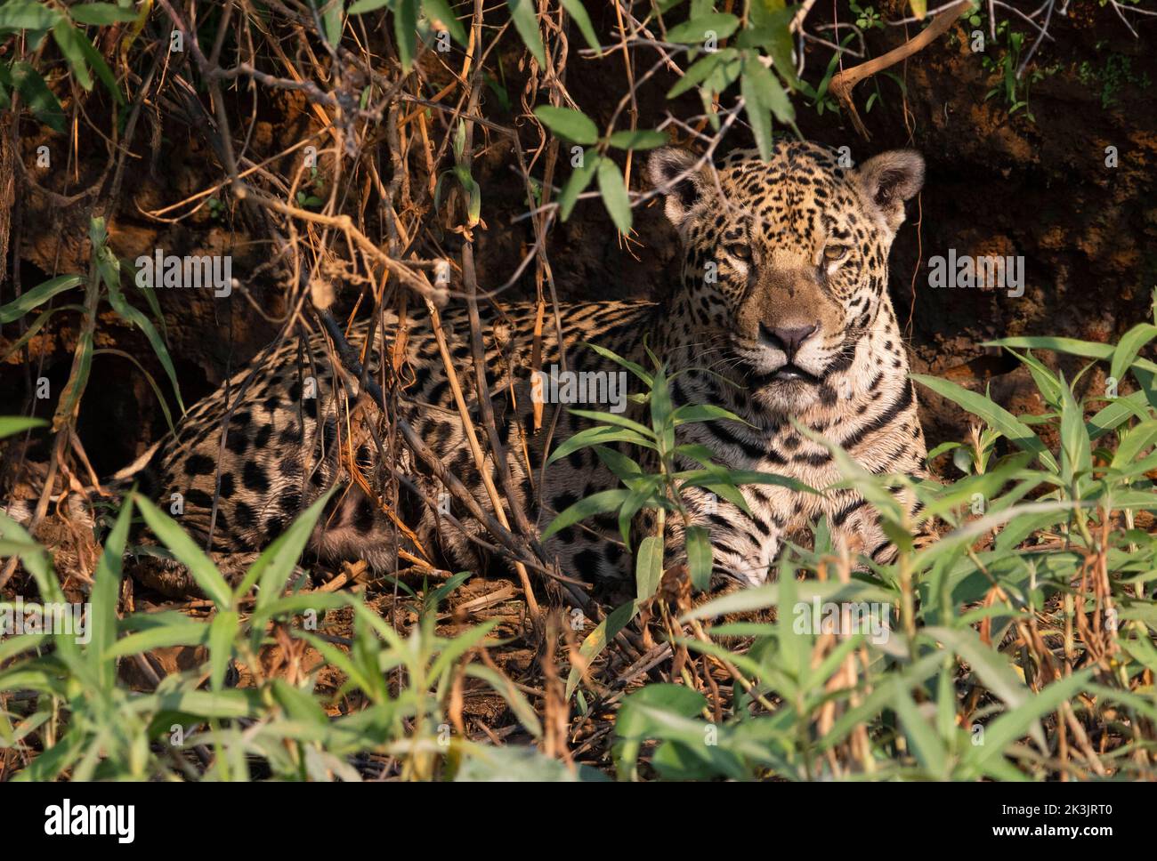 Questo grande gatto pone per un ritratto. PANATAL, BRASILE. QUESTO PAIO di giaguari ha dimostrato di essere i maestri del "hide-and-seek", come mostra la foto con gli occhi di aquila Foto Stock