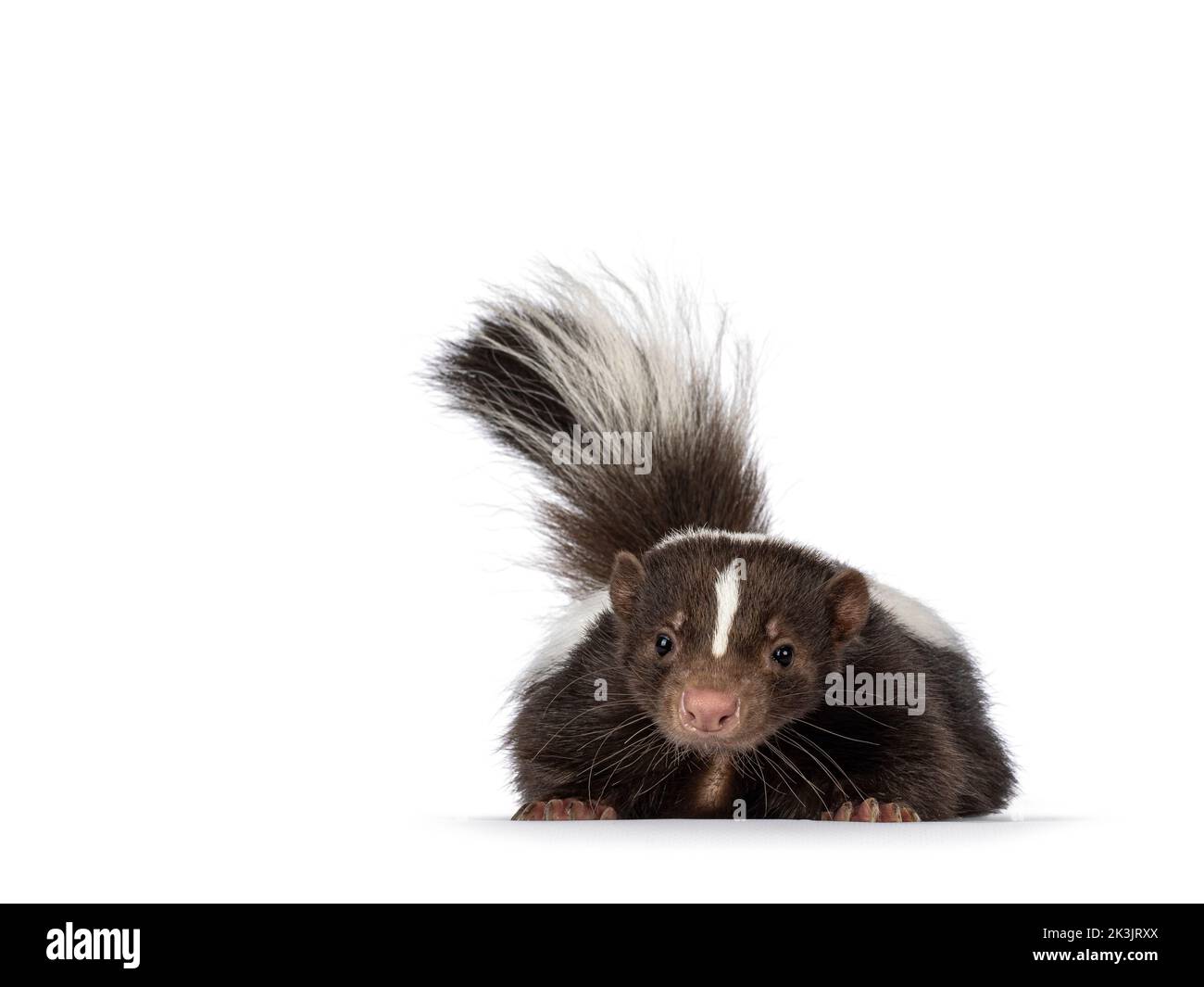 Carino classico marrone con striato bianco giovane skunk aka Mephitis mephitis, posando piano di fronte. Guardando verso la telecamera con la coda in alto. ISO Foto Stock