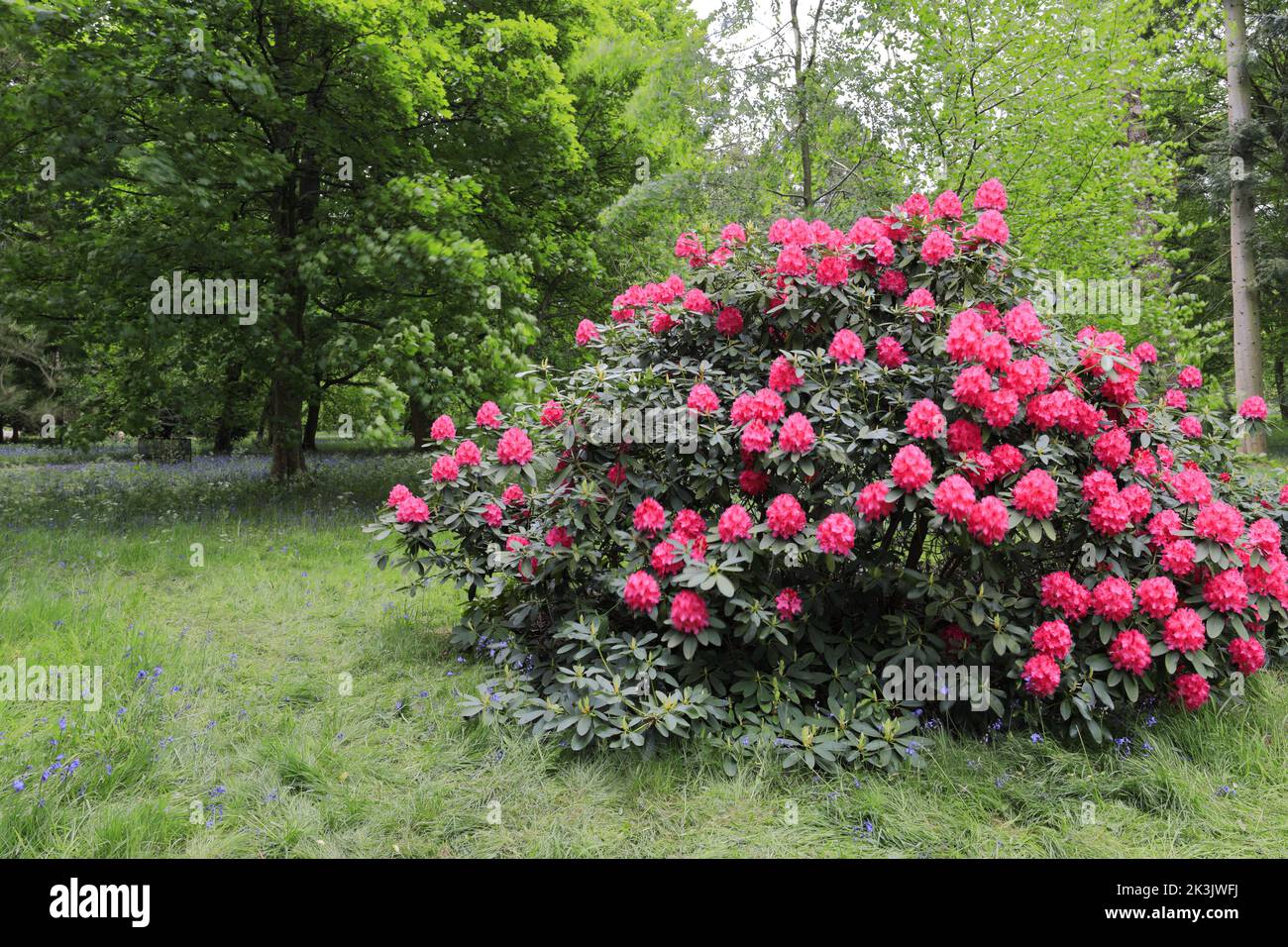 Colori primavera in Lynford Arboretum, Lynford Hall, Lynford villaggio vicino a Thetford, Norfolk, Inghilterra Foto Stock