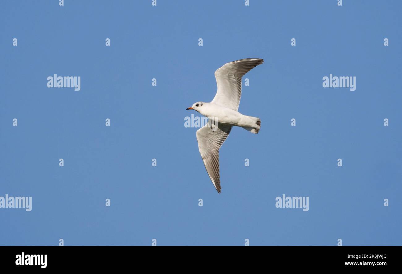 Gabbiano mediterraneo (Ichthyaetus melanocephalus) in volo, Andalusia, Spagna. Foto Stock