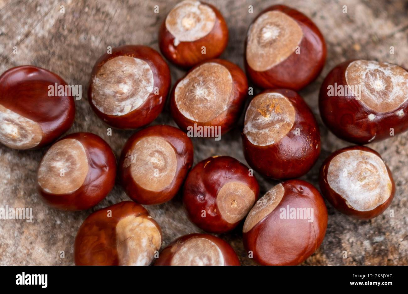 CASTAGNE, AUTUNNO CONKERS. LE CASTAGNE SONO I SEMI BRUNI LUCIDI DEL CASTAGNO CHE CRESCONO IN CONCHIGLIA SPIAZZATA, CADONO A TERRA E SCOPPIANO OP Foto Stock