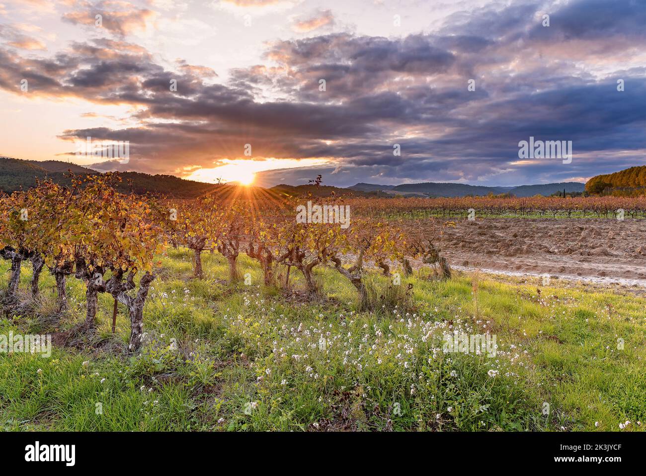 Vista panoramica del vigneto in Provenza sud della Francia nei colori autunnali contro il tramonto drammatico Foto Stock