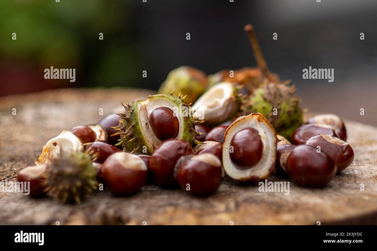 CASTAGNE, AUTUNNO CONKERS. LE CASTAGNE SONO I SEMI BRUNI LUCIDI DEL CASTAGNO CHE CRESCONO IN CONCHIGLIA SPIAZZATA, CADONO A TERRA E SCOPPIANO OP Foto Stock