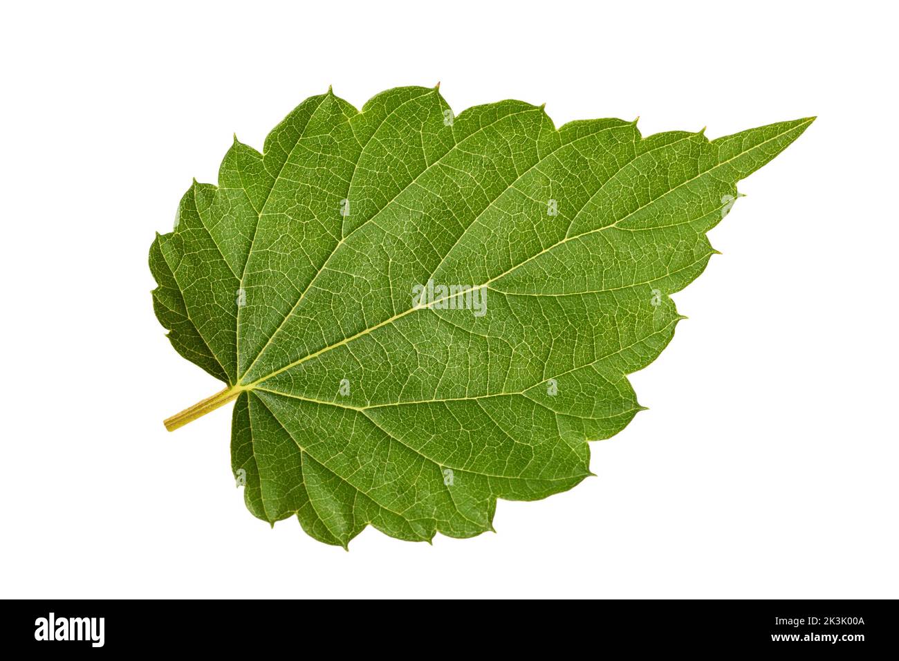 Luppolo foglia isolato su bianco Foto Stock