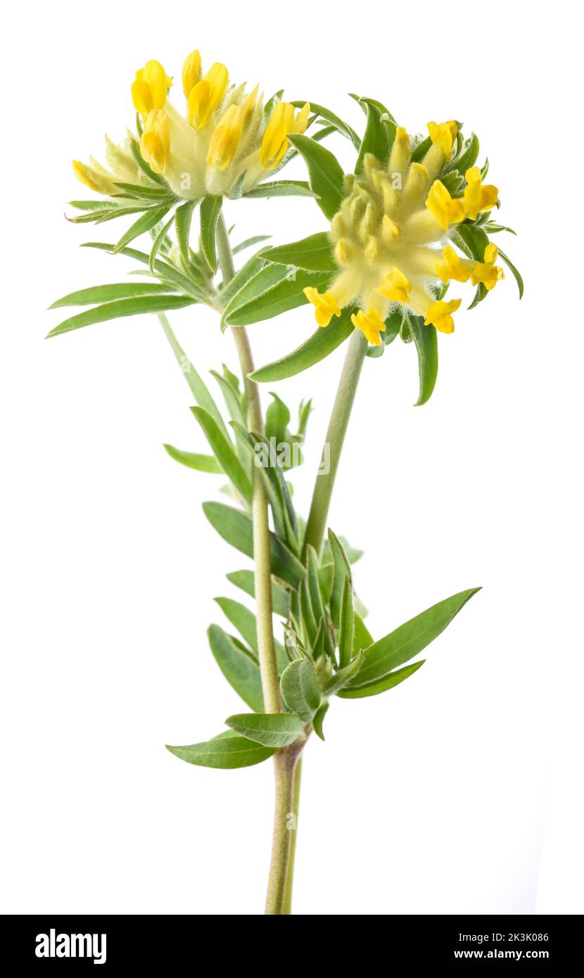 Fiori kidneyvetch comune isolato su sfondo bianco Foto Stock