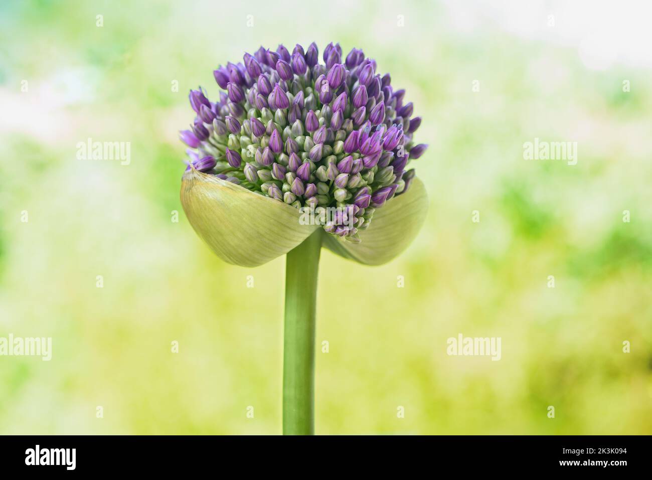 Cipolla gigante testa di fiori su sfondo sfocato Foto Stock