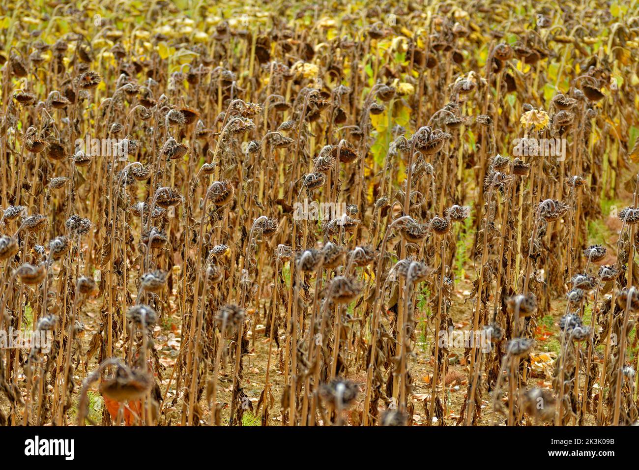 Girasole crop failure. Dovuto a siccità. Foto Stock