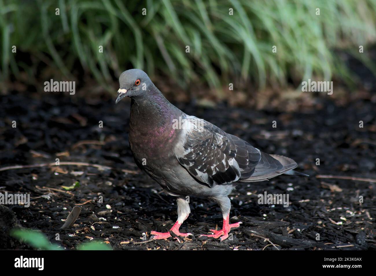 Un primo piano di una colomba in piedi sul terreno all'aperto Foto Stock