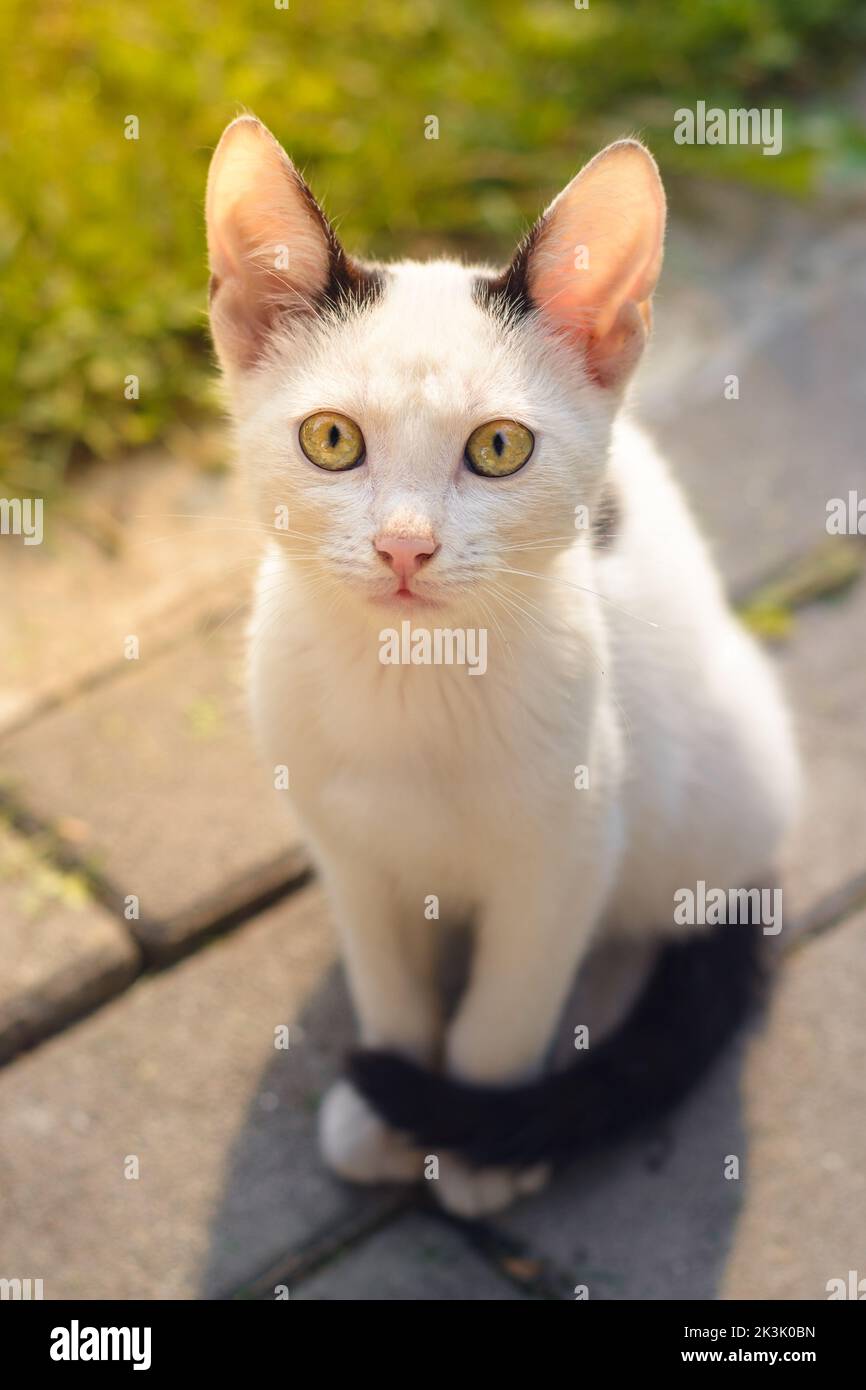 Ritratto di gattino bianco guardando la fotocamera con curioso occhi dorati Foto Stock
