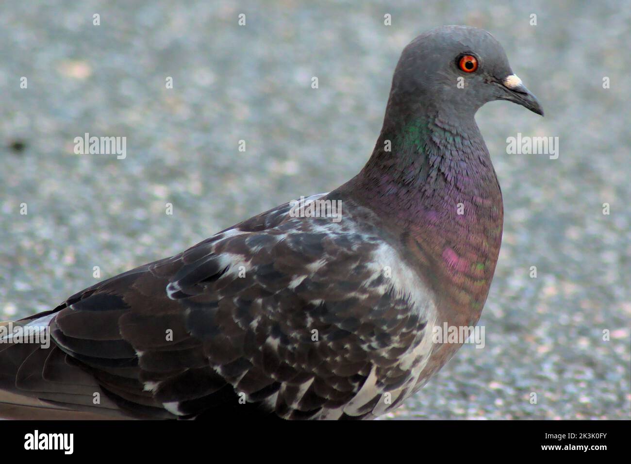 Un primo piano di una colomba in piedi sul terreno all'aperto Foto Stock