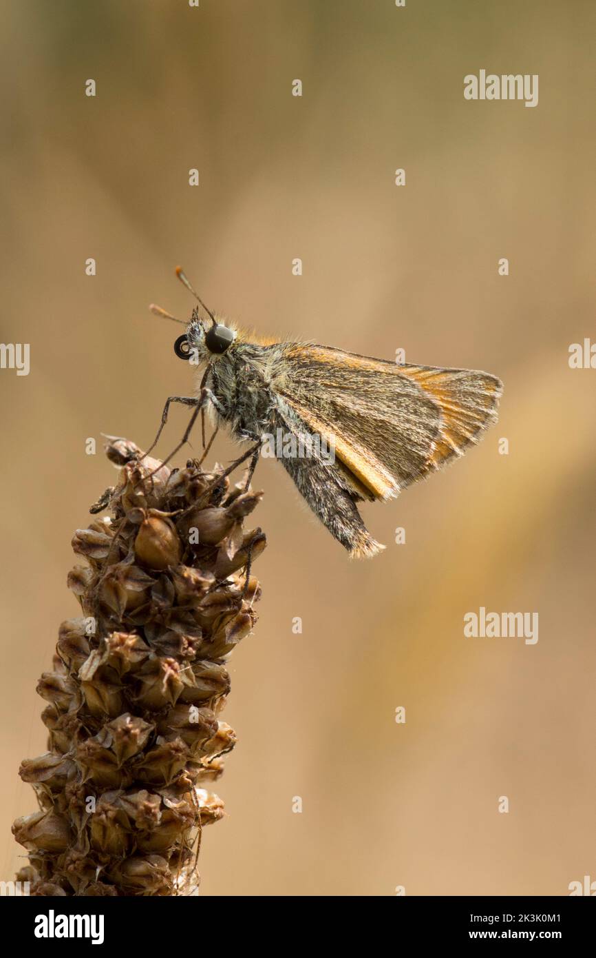 Small Skipper, farfalla, Thymelicus sylvestris, riposante su testa di semi d'erba, Sussex, Regno Unito, luglio Foto Stock