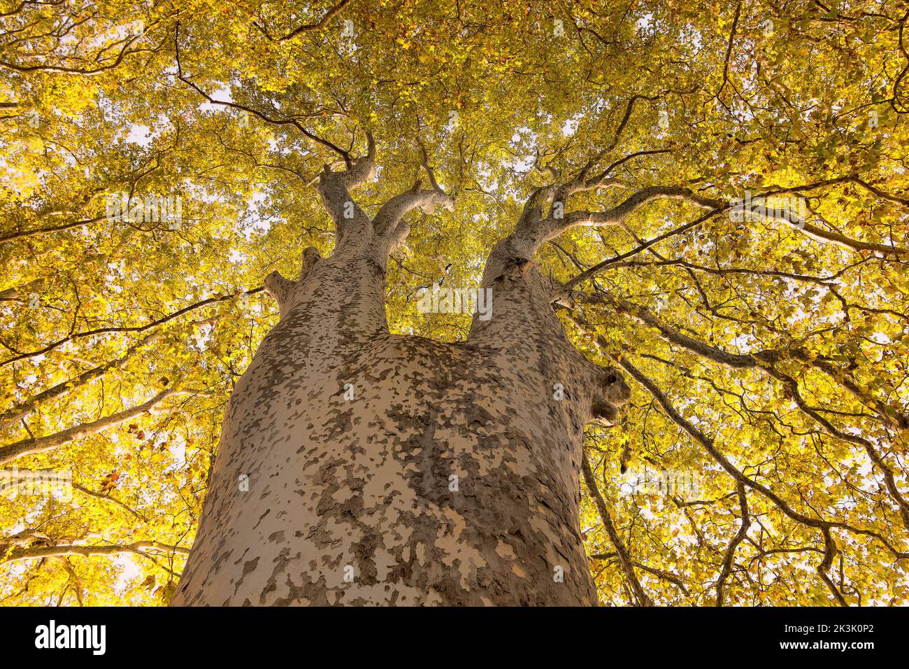 Basso angolo vista di autunno colorato acero albero giallo foglie Foto Stock