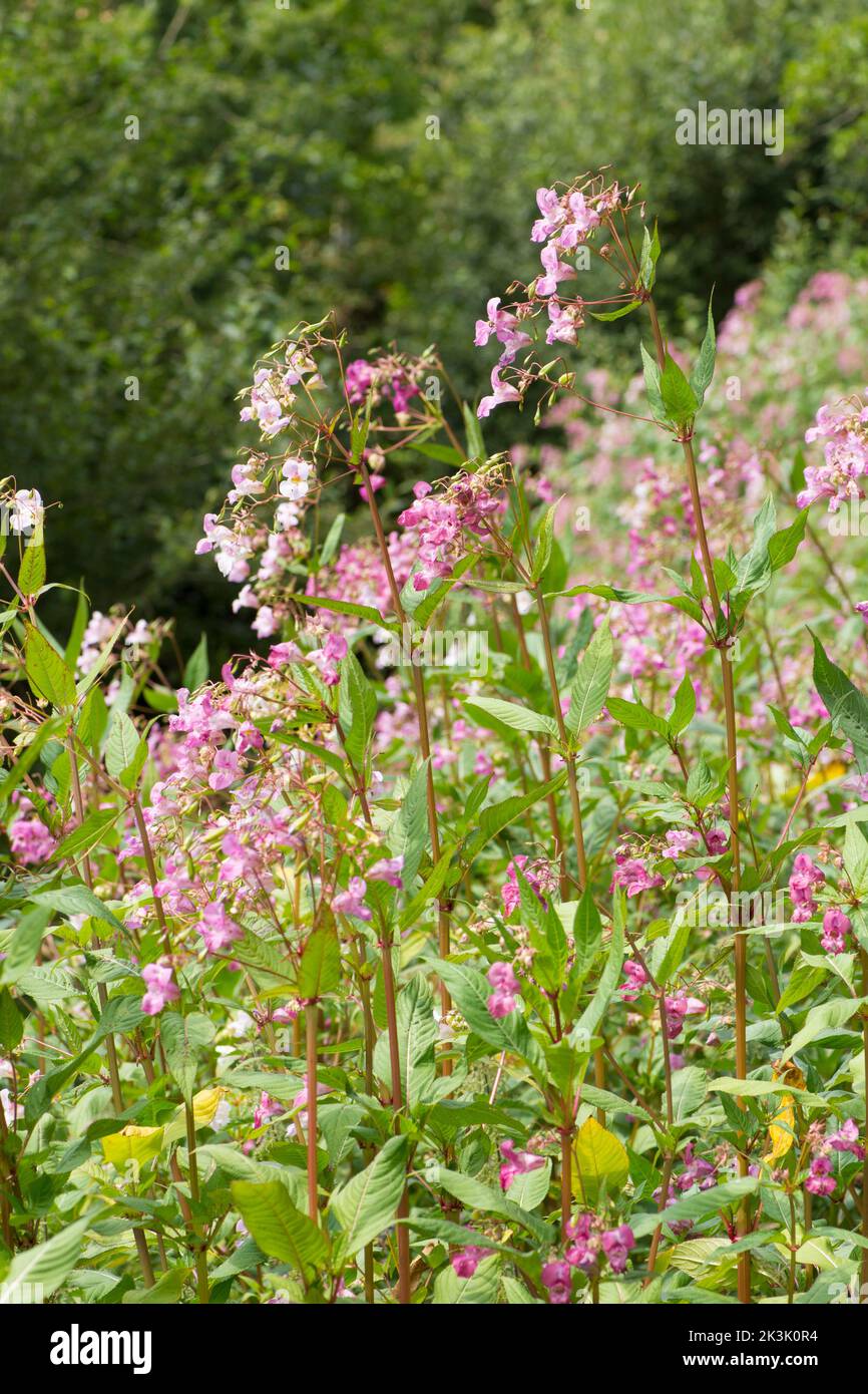 Balsamo himalayano, balsamo indiano, Impatiens glandulifera, pianta invasiva in grande area sulla riva del fiume Rother, Midhurst, Sussex, luglio Foto Stock