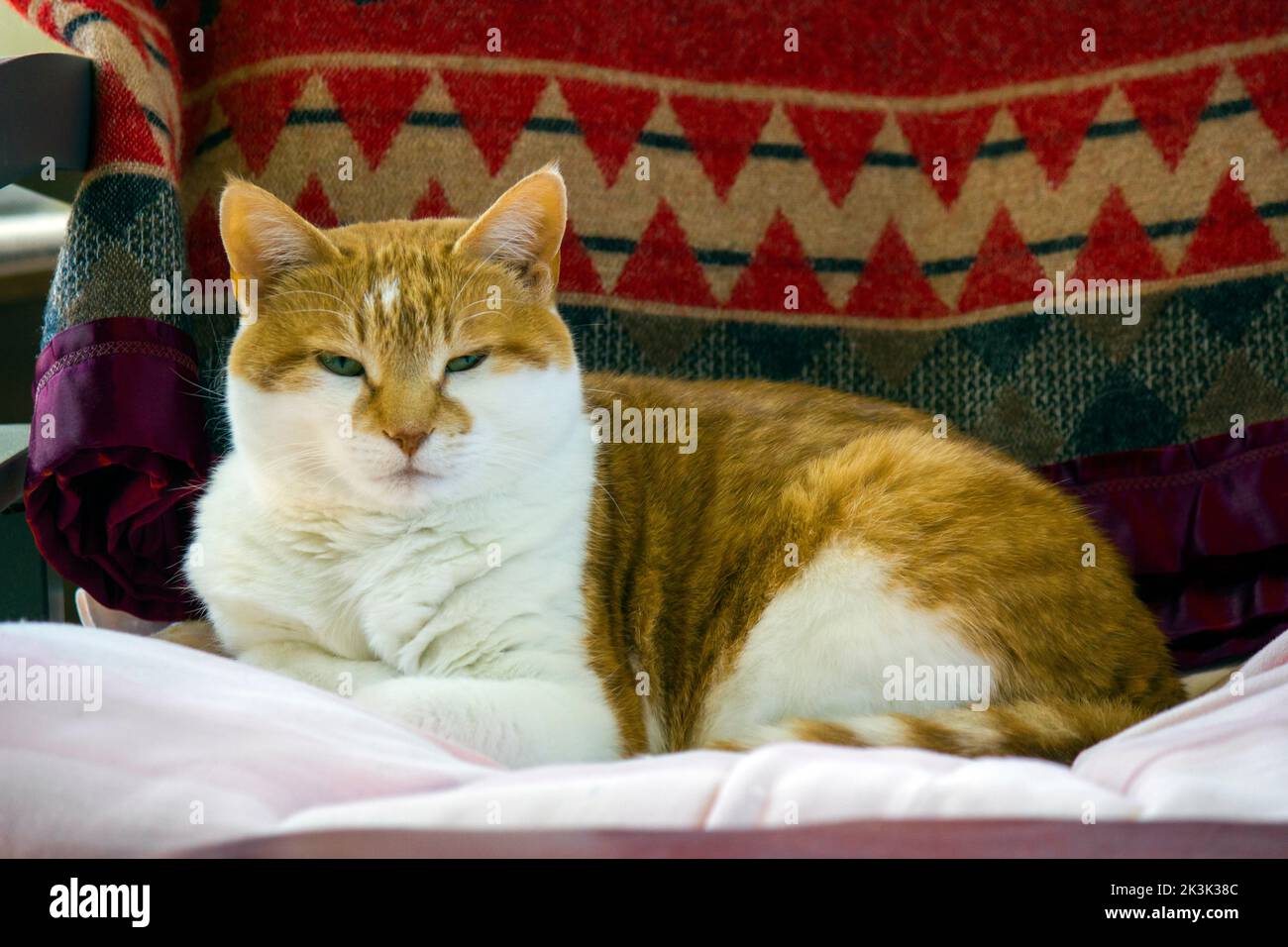 Un gatto domestico della casa dello zenzero che riposa. Foto Stock