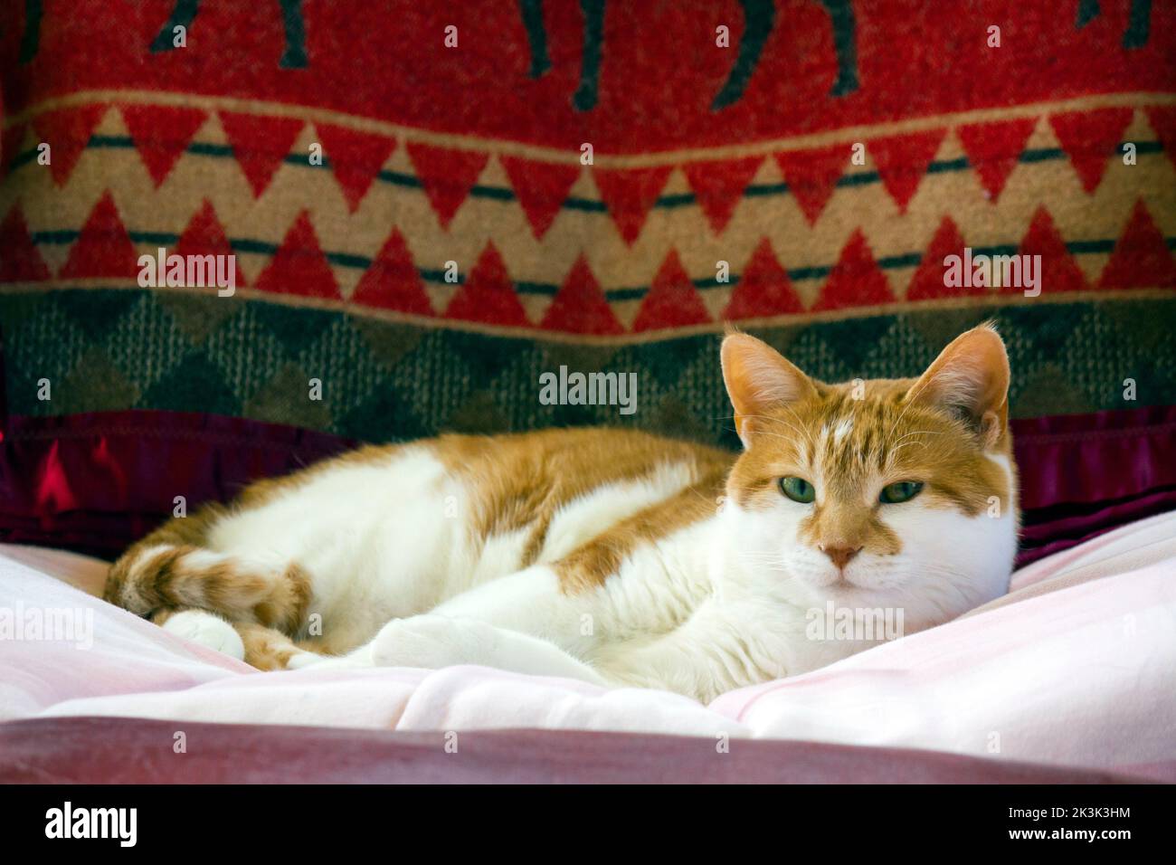 Un gatto domestico della casa dello zenzero che riposa. Foto Stock