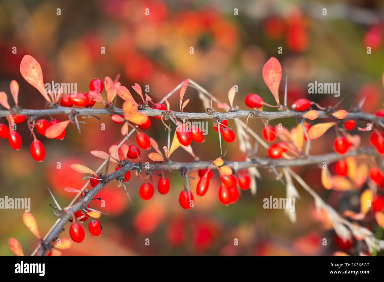 Ramo di berie pieno di bacche rosse mature. L'autunno sta arrivando Foto Stock