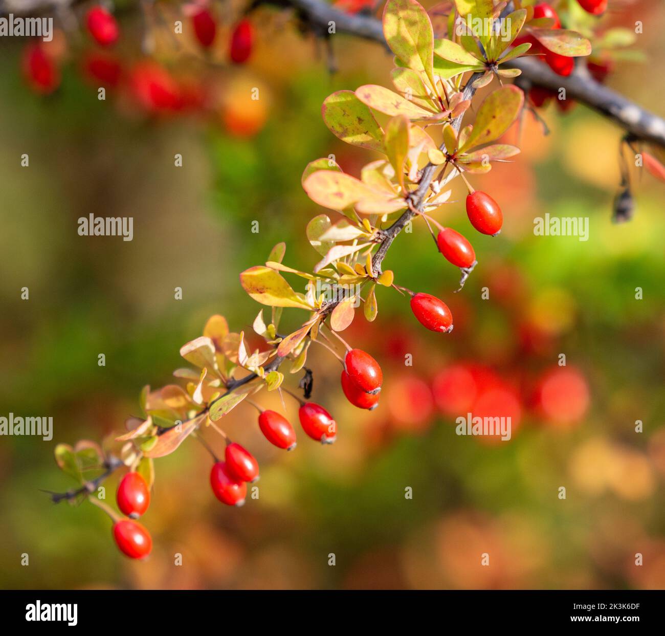Ramo di berie pieno di bacche rosse mature. L'autunno sta arrivando Foto Stock