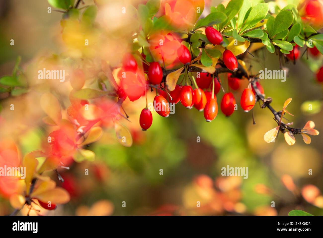 Ramo di berie pieno di bacche rosse mature. L'autunno sta arrivando Foto Stock