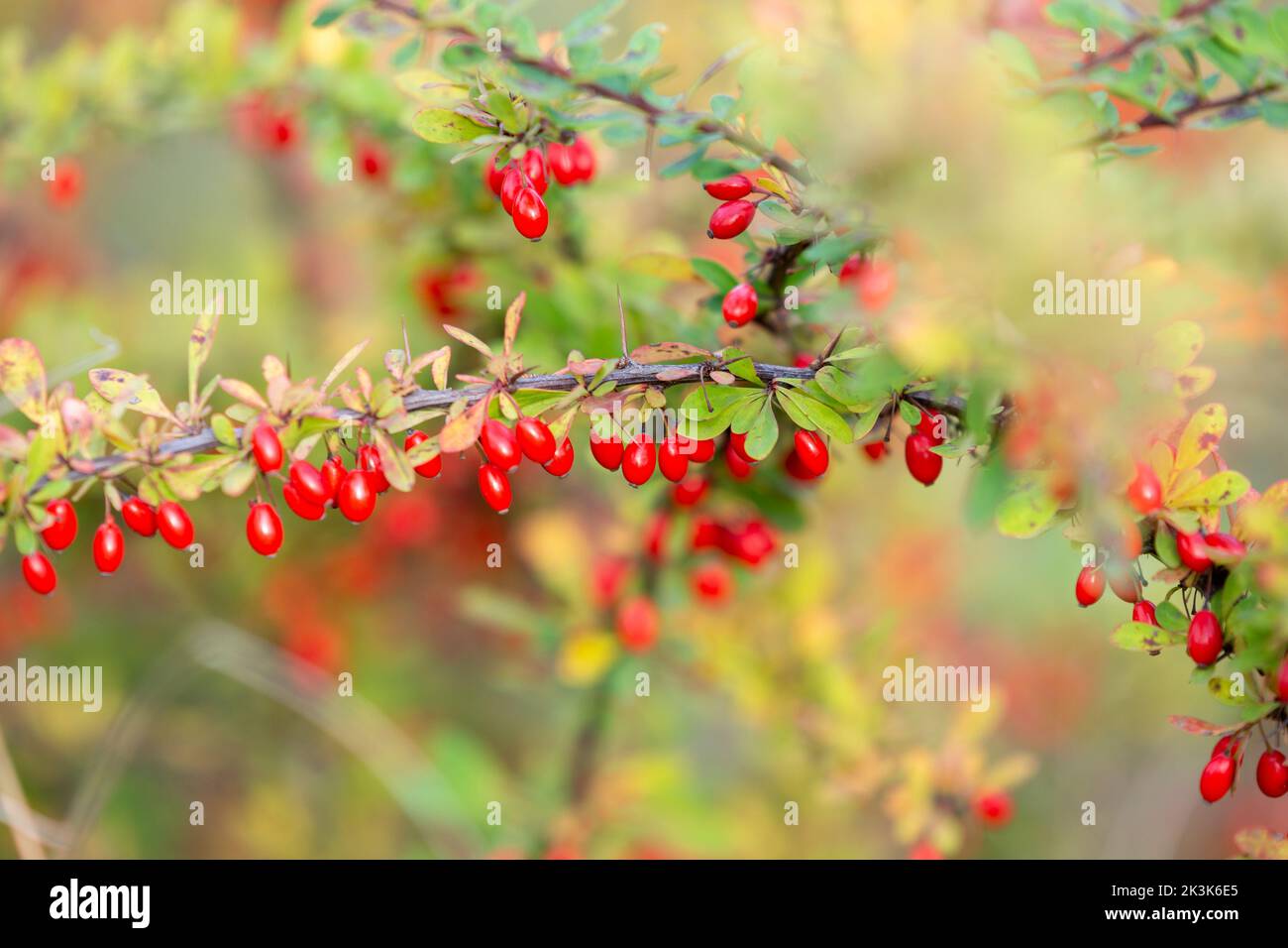 Ramo di berie pieno di bacche rosse mature. L'autunno sta arrivando Foto Stock