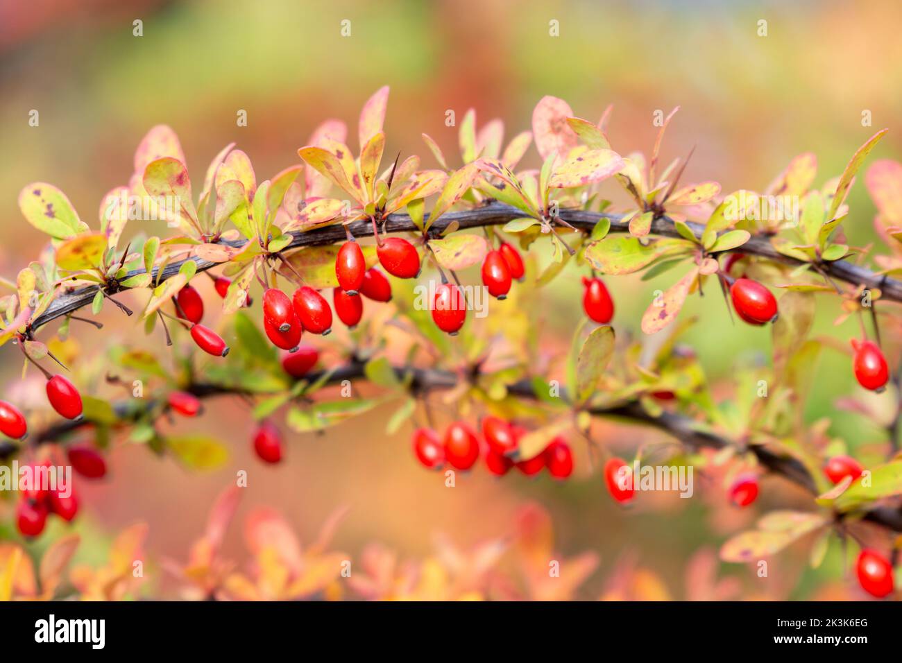 Ramo di berie pieno di bacche rosse mature. L'autunno sta arrivando Foto Stock