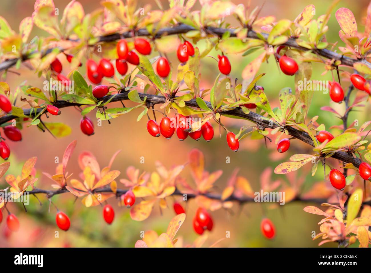 Ramo di berie pieno di bacche rosse mature. L'autunno sta arrivando Foto Stock