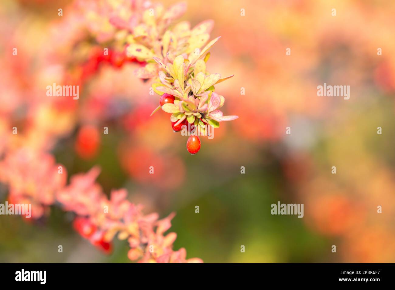 Ramo di berie pieno di bacche rosse mature. L'autunno sta arrivando Foto Stock