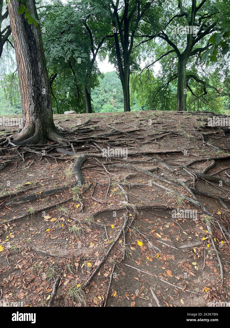 Radici di alberi esposte a causa dell'erosione a Prospect Park, Brooklyn, New York. Foto Stock
