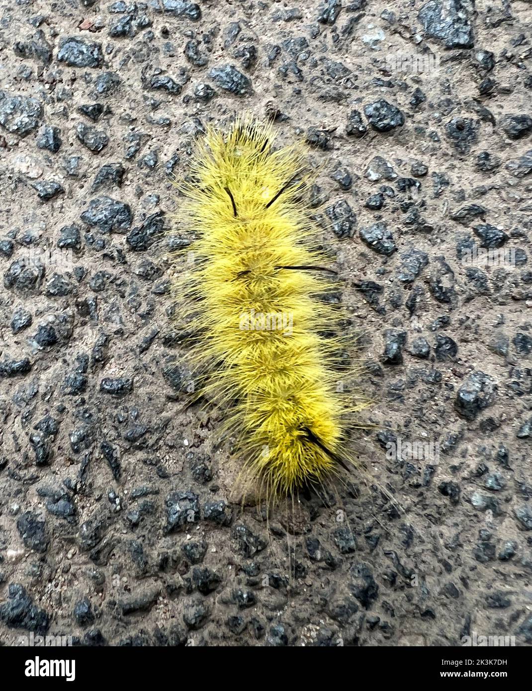 Caterpillar cerca di attraversare il marciapiede a Prospect Park, Brooklyn, New York. Foto Stock
