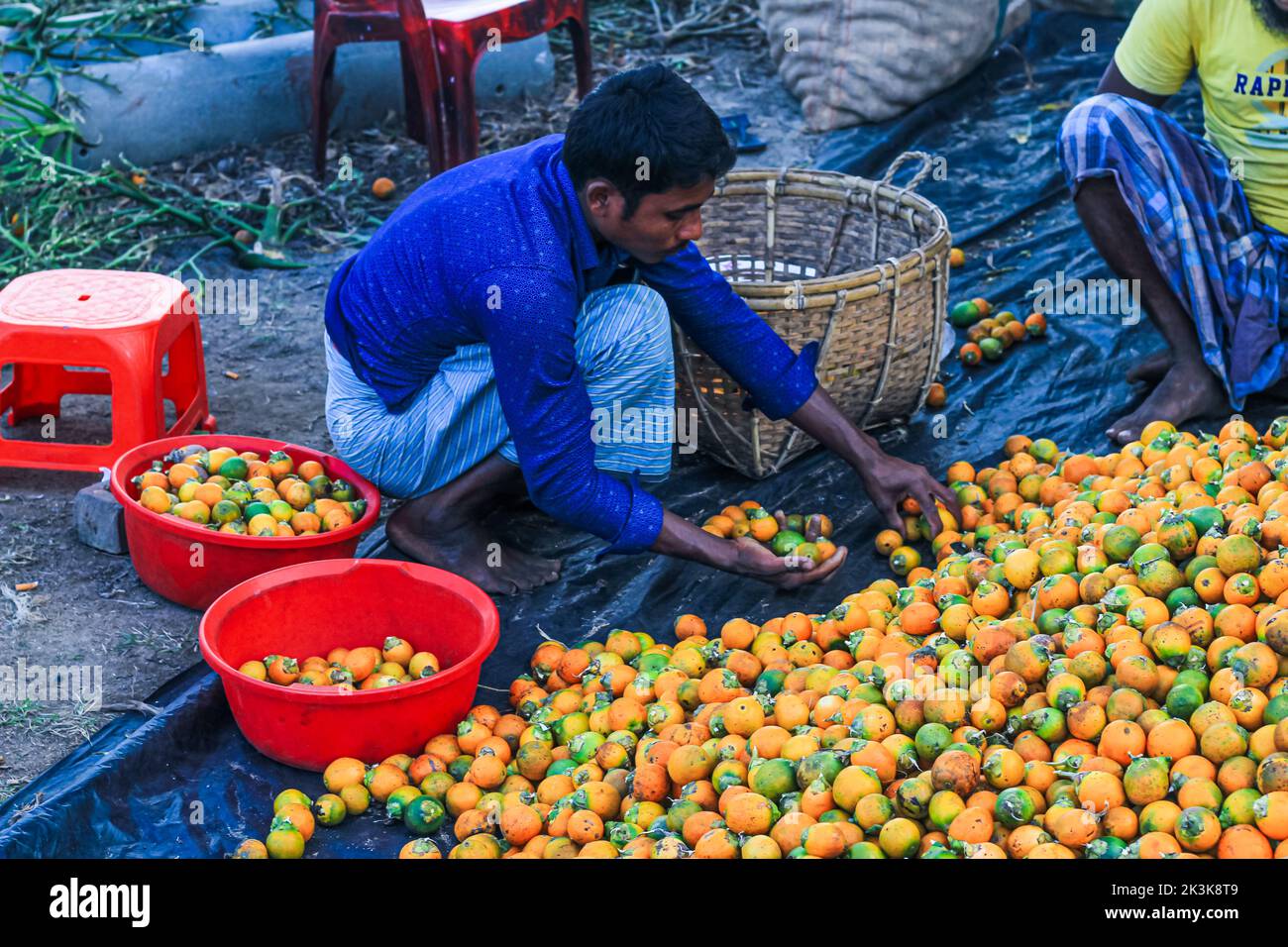Lavorazione di frutta a guscio di betel arancione o di noci di Areca Catechu. La noce di betel è il seme del frutto della palma areca. Dado Areca aka betel dado in un mercato. Foto Stock