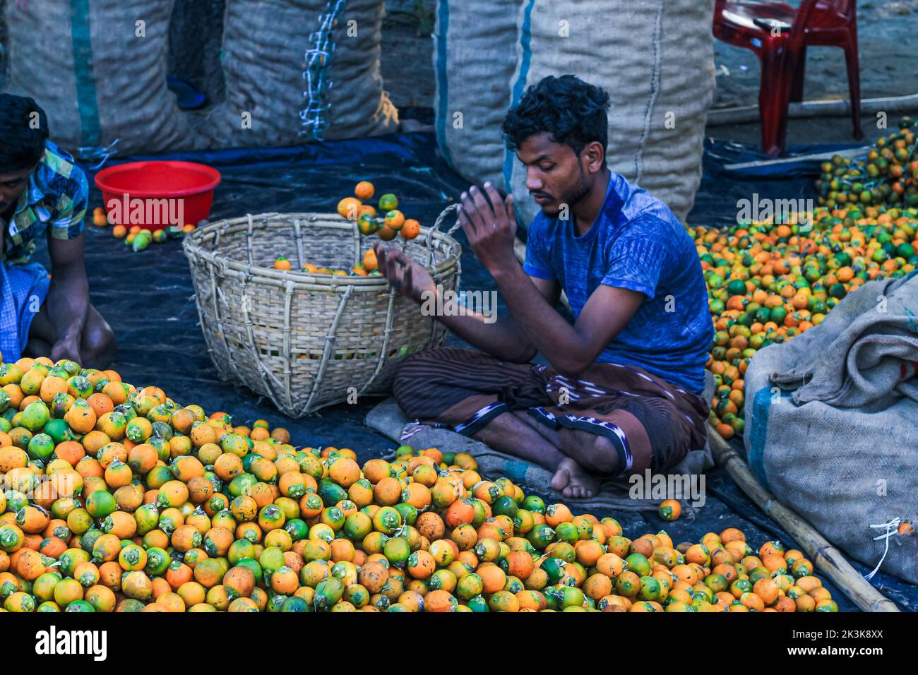 Lavorazione di frutta a guscio di betel arancione o di noci di Areca Catechu. La noce di betel è il seme del frutto della palma areca. Dado Areca aka betel dado in un mercato. Foto Stock