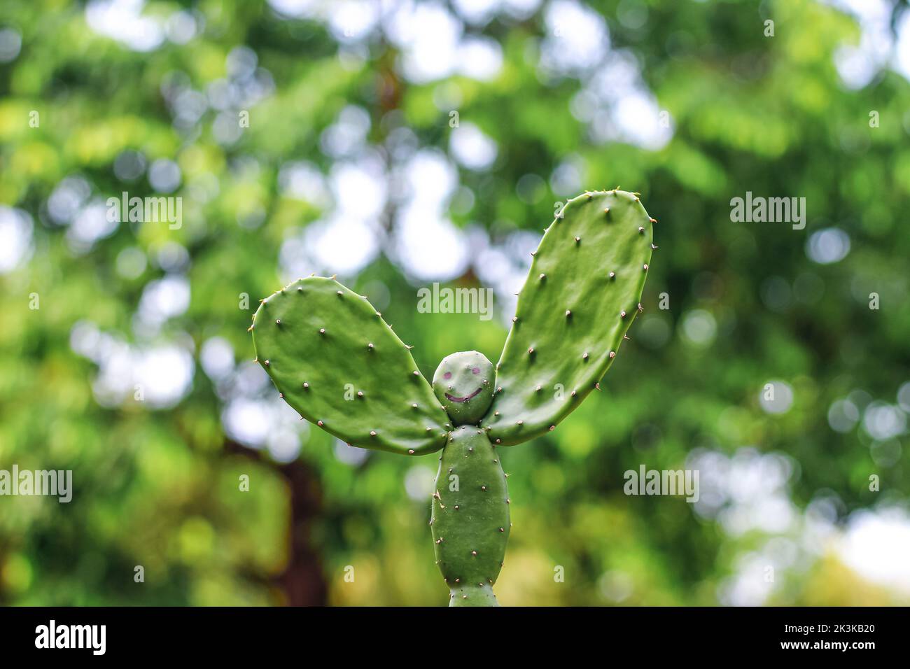 Una rara immagine della pianta di cactus. Pianta di cactus a forma di uomo con fondo bokeh verde. Spazio di copia. Foto Stock