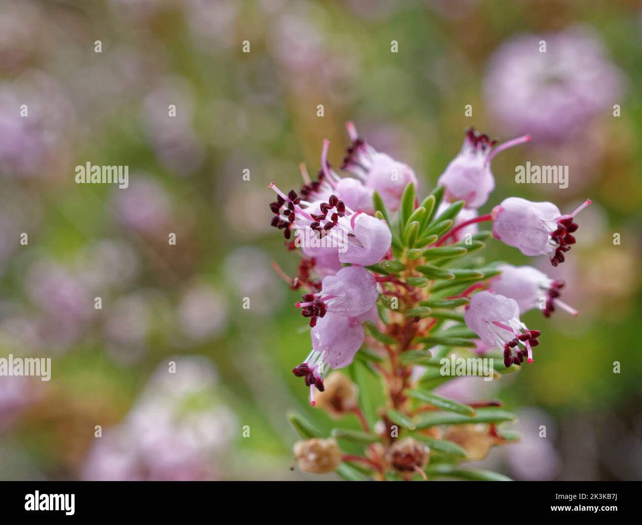 Brughiera Cornish (vagans di Erica) che fiorisce su brughiera costiera alcalina, il Lizard, Cornovaglia, Regno Unito, settembre. Foto Stock