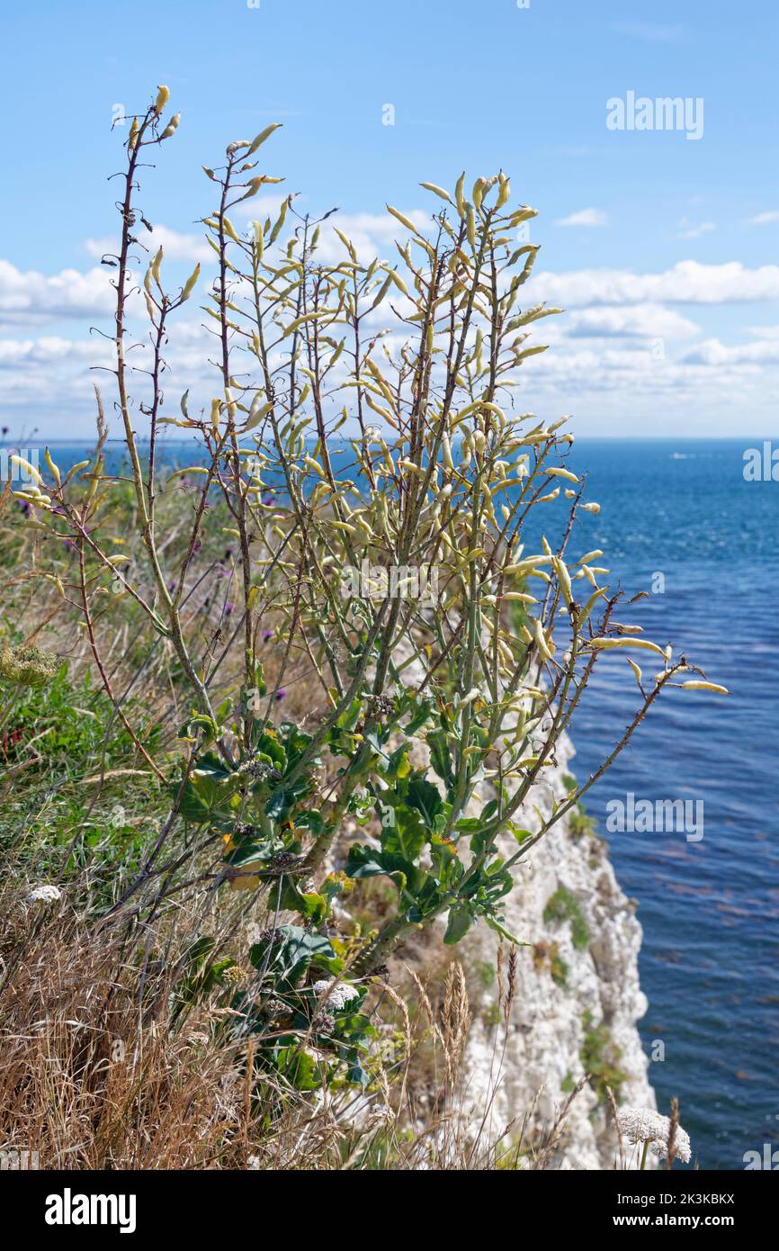 Cavolo di mare (Brassica oleracea var. Oleracea) grumo con podi di semi maturi sulla cima di roccia calcarea costiera, Handfast Point, Dorset, Regno Unito, luglio. Foto Stock