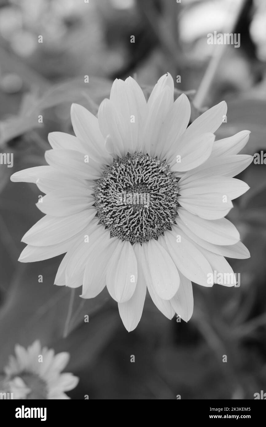 Splendidi fiori selvatici che crescono nel prato soleggiato in bianco e nero. Foto Stock