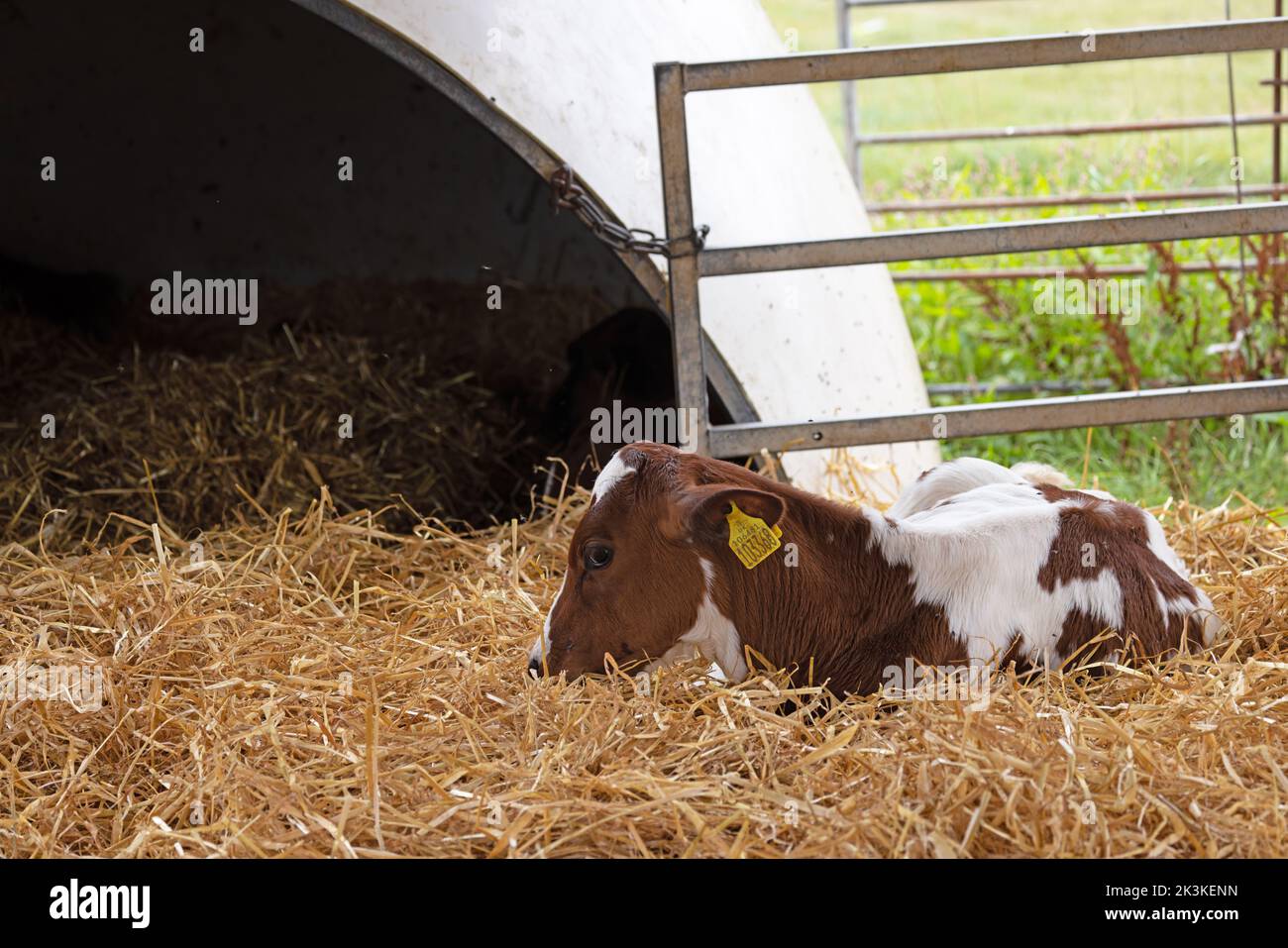 Vitello separato da mucche mom (Bos taurus) Somerset UK GB maggio 2022 Foto Stock