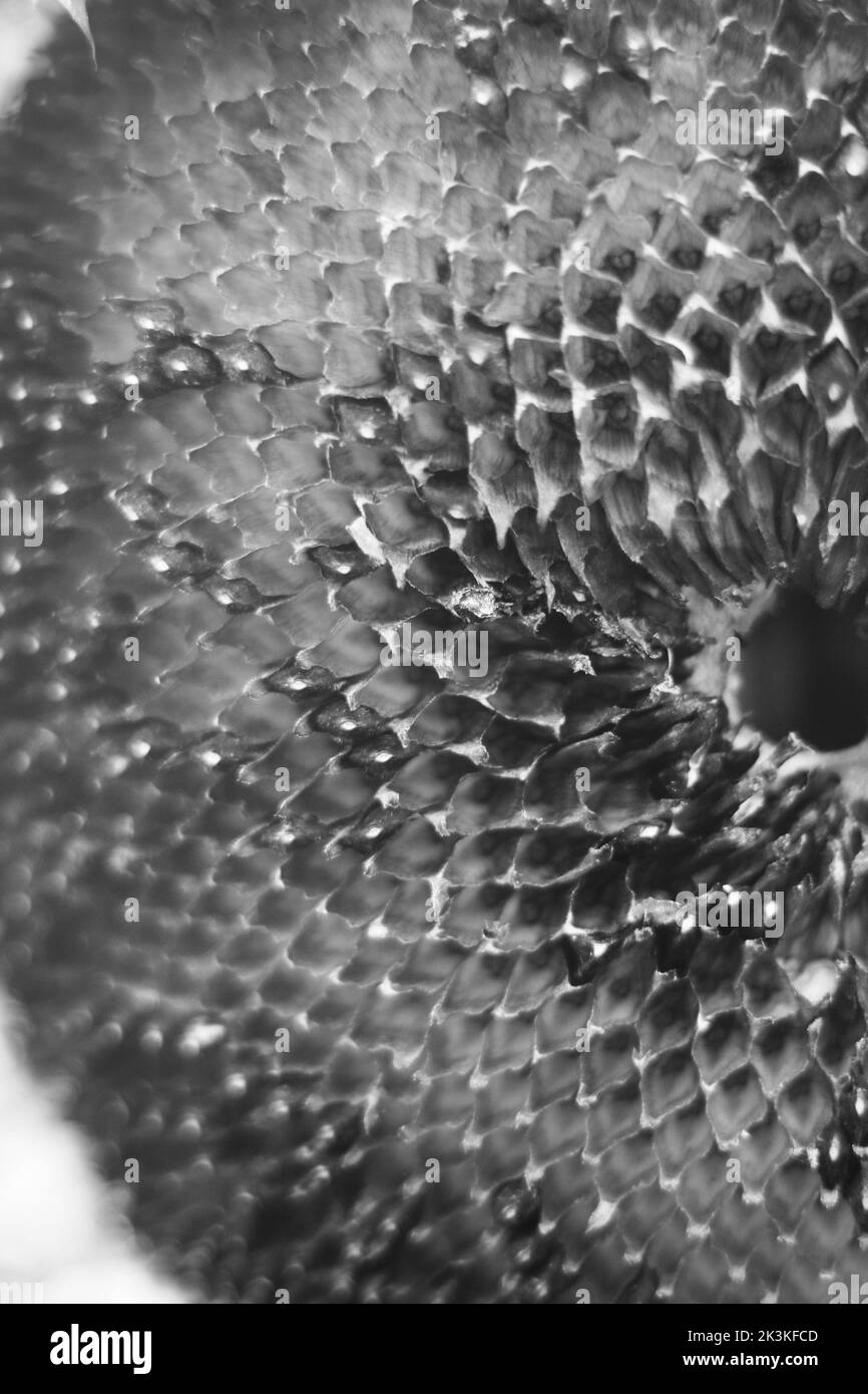 Primo piano di una testa di girasole vuota di semi in bianco e nero. Foto Stock