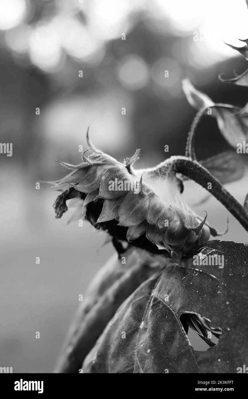 Girasole singolo appeso alla fine dell'estate in bianco e nero. Foto Stock